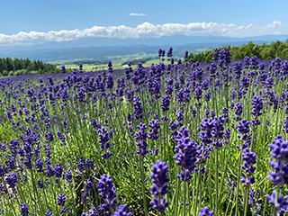 Rokugo Observatory